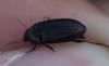 Amara sp.